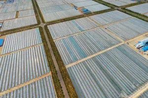 From Farm to Glass BINMEI Spirulina Extract Revolutionizing the Beverage Industry